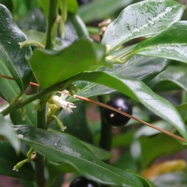 Sarcococca confusa Floare