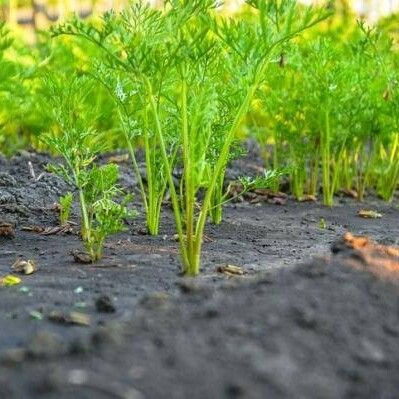 Coriandrum sativum ശീലം