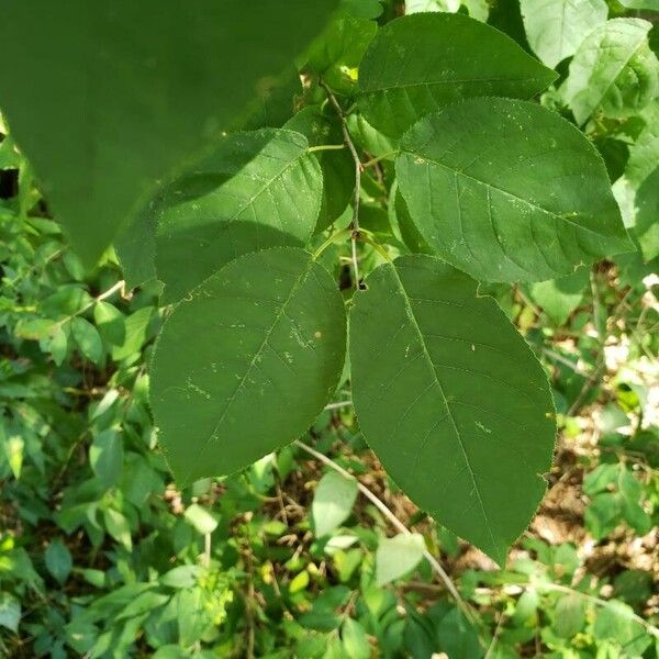 Prunus virginiana Blatt