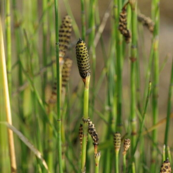 Equisetum ramosissimum Fruit