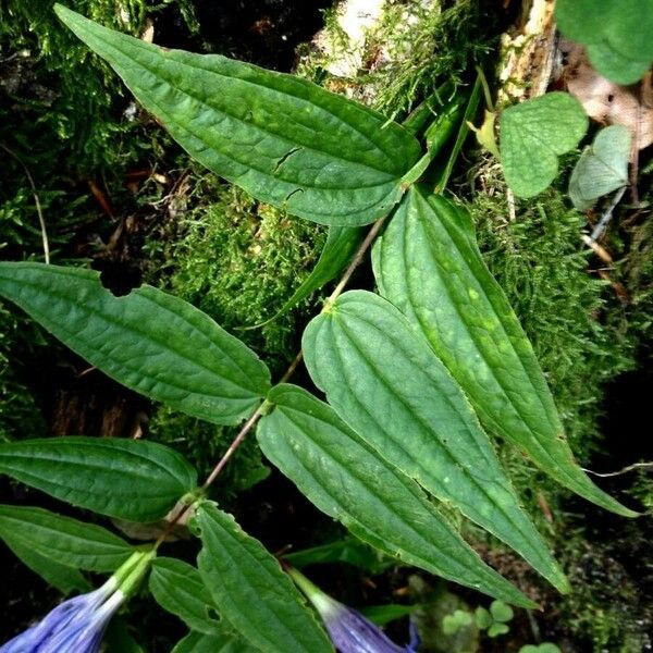 Gentiana asclepiadea Leaf