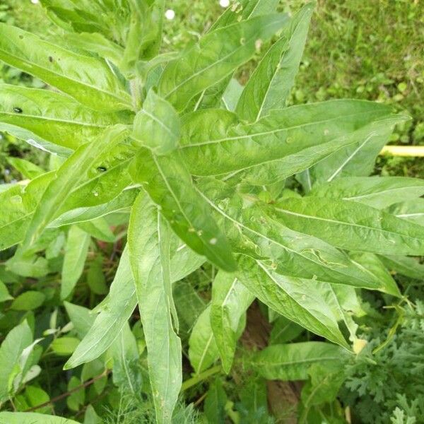 Oenothera villosa Лист