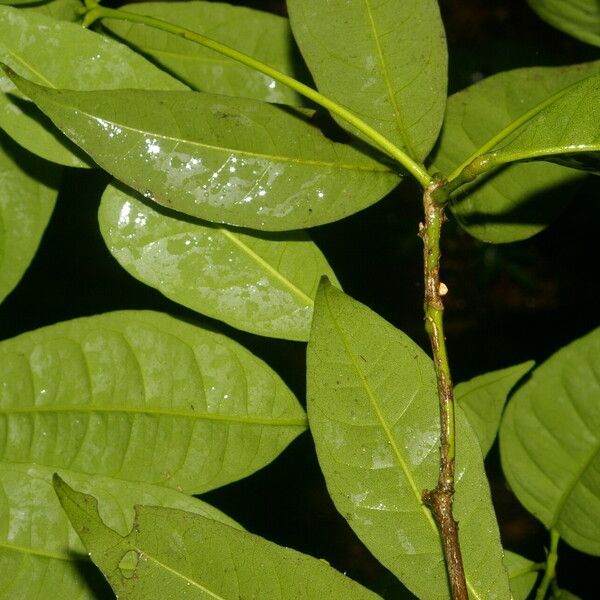 Peltostigma guatemalense 葉