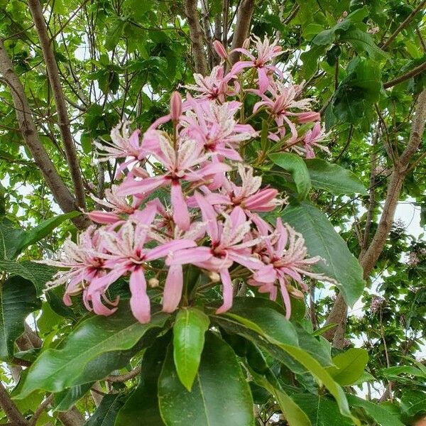 Calodendrum capense Blomma