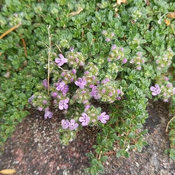 Thymus praecox Kvet