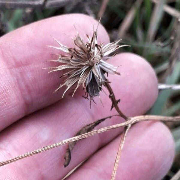 Bidens tripartita Fruit