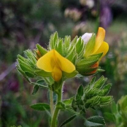 Ononis pubescens Flor