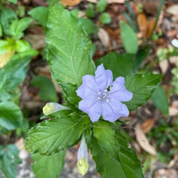 Ruellia humilis Цвят