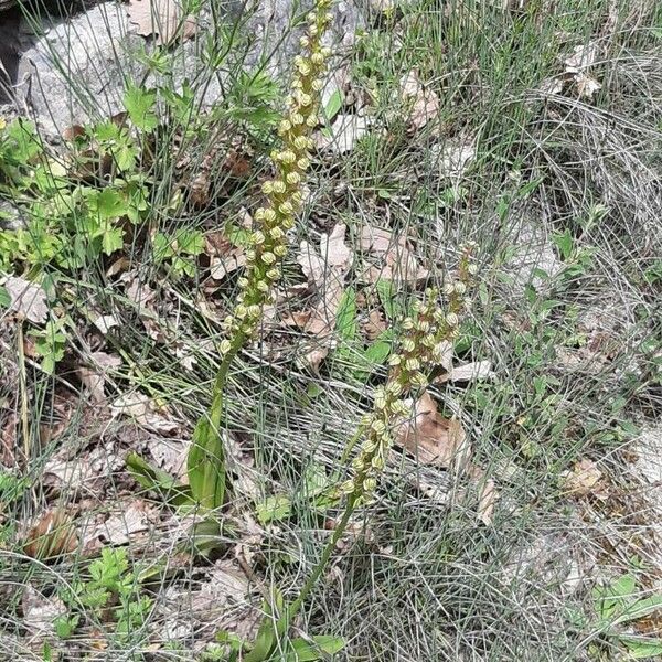 Orchis anthropophora Pokrój