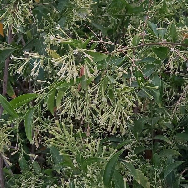 Cestrum nocturnum Blomst