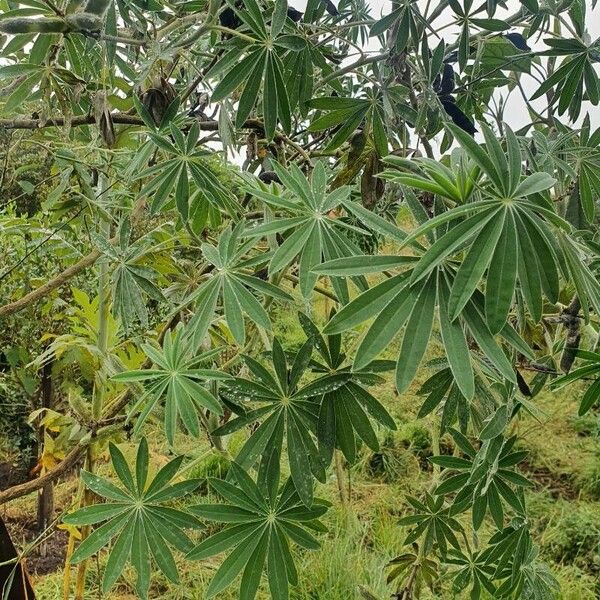 Lupinus montanus Levél