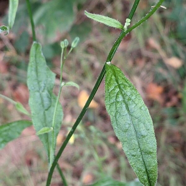 Lapsana communis Folla