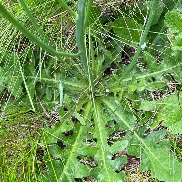 Hypochaeris radicata Leaf