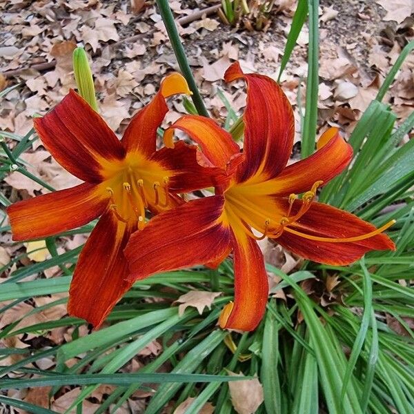 Hemerocallis minor Цветок