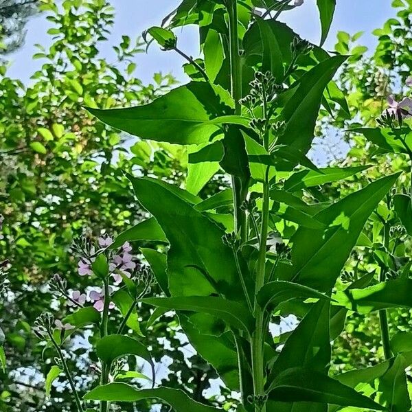 Hesperis matronalis Leaf