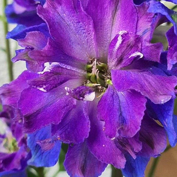 Delphinium elatum Flor