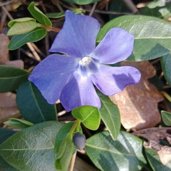 Vinca minor Flor