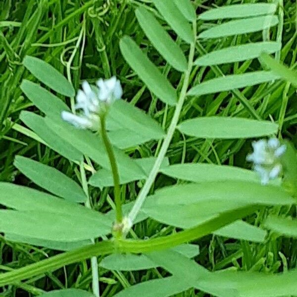 Vicia hirsuta Floare