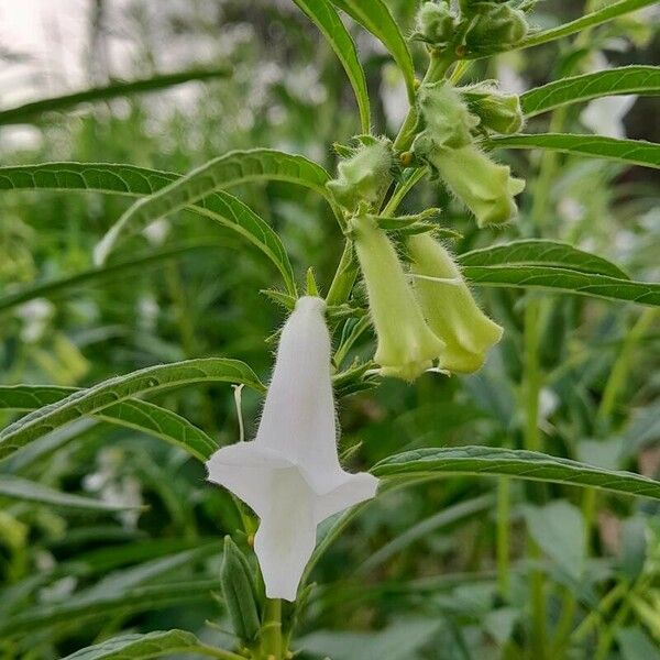 Sesamum indicum 花