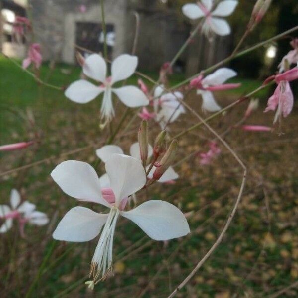 Oenothera lindheimeri Blomma