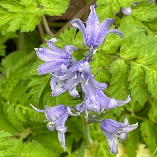 Hyacinthoides hispanica 花