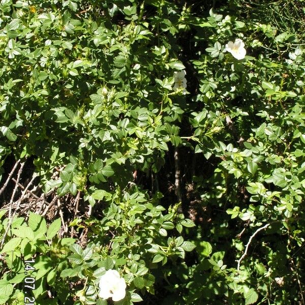 Rosa coriifolia Elinympäristö