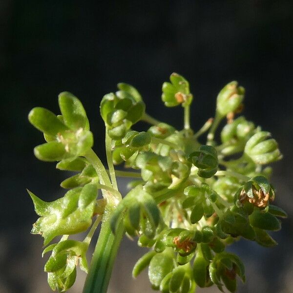 Rumex spinosus 花