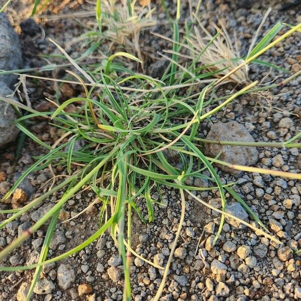 Aristida congesta Feuille