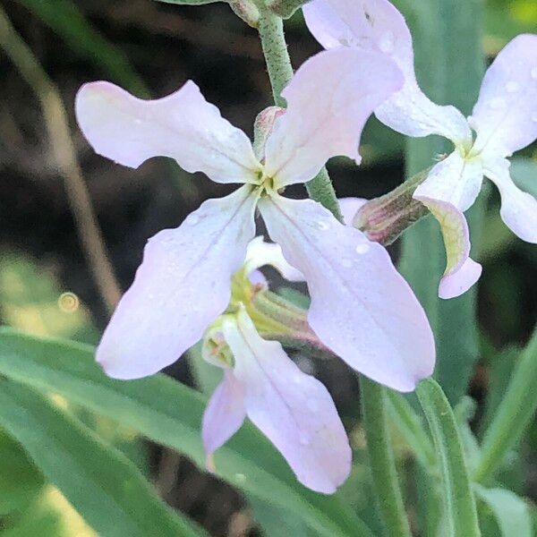 Matthiola longipetala Blodyn