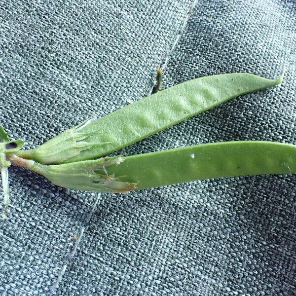 Vicia sativa Fruit