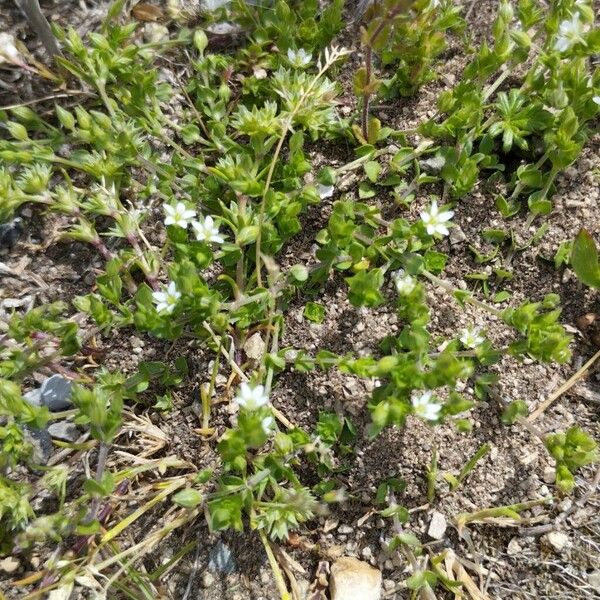 Arenaria serpyllifolia Habit