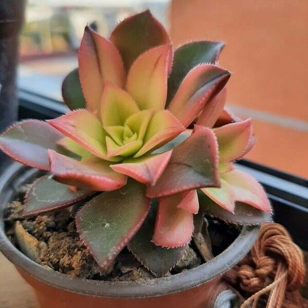 Aeonium decorum برگ