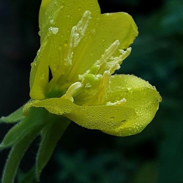 Oenothera biennis Lorea