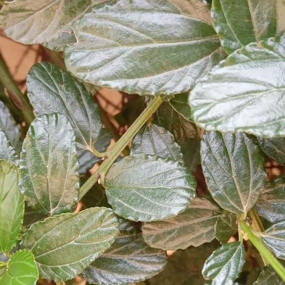 Ceanothus thyrsiflorus Leaf