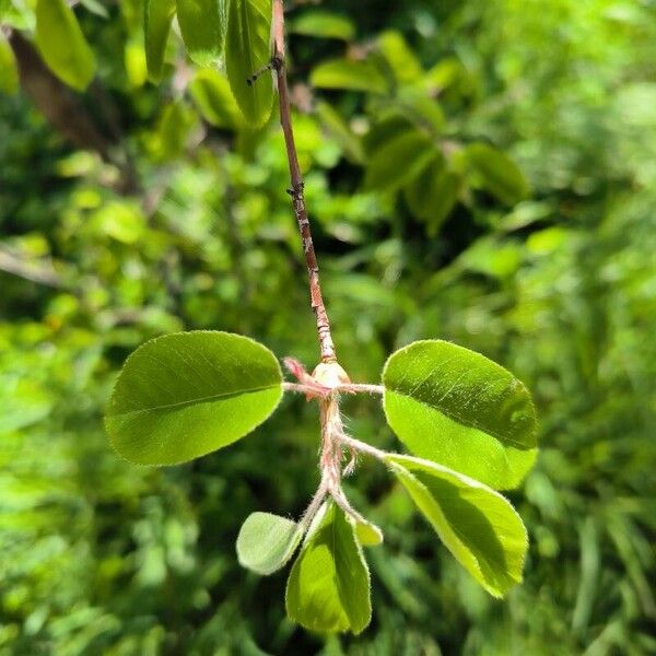 Amelanchier ovalis Листок