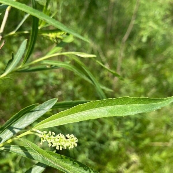 Salix exigua Blatt