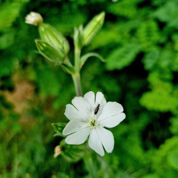 Silene noctiflora Kvet