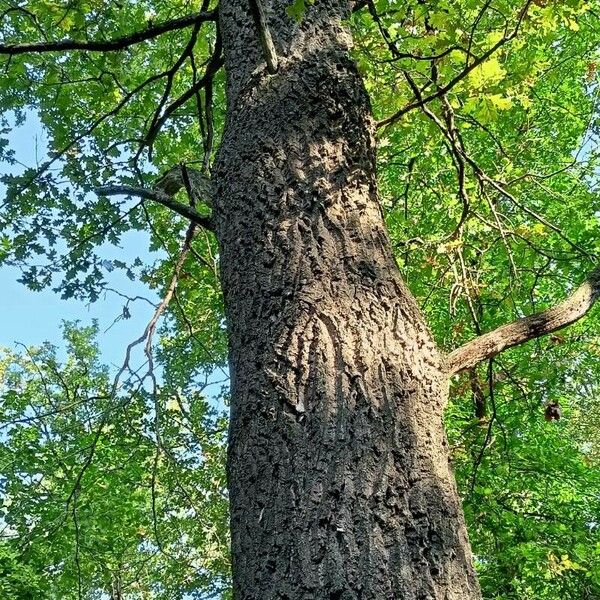 Quercus macrocarpa Kůra