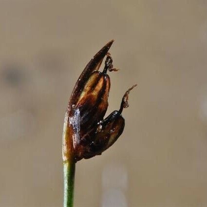 Juncus biglumis Frugt