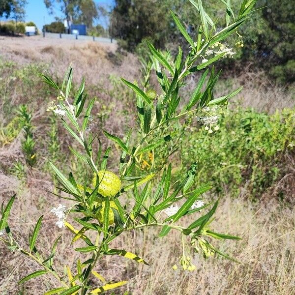 Gomphocarpus physocarpus Fruit