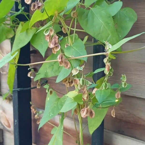 Fallopia dumetorum Hàbitat