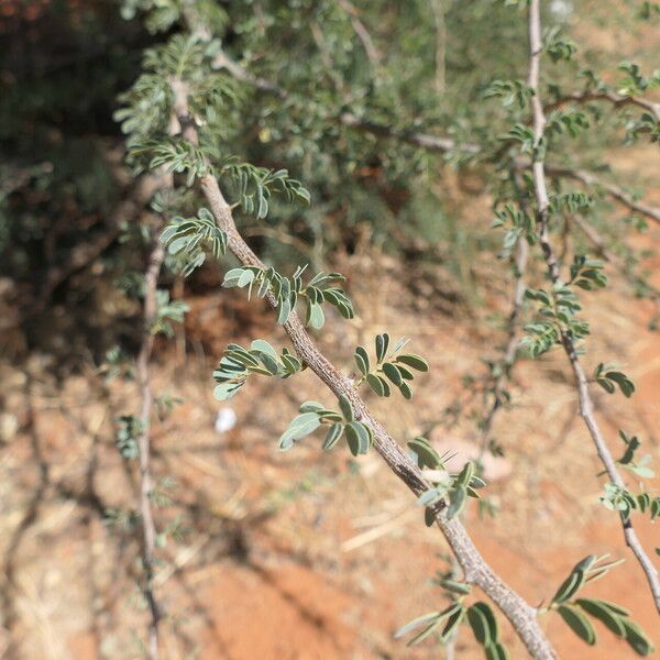 Acacia tortilis Bark