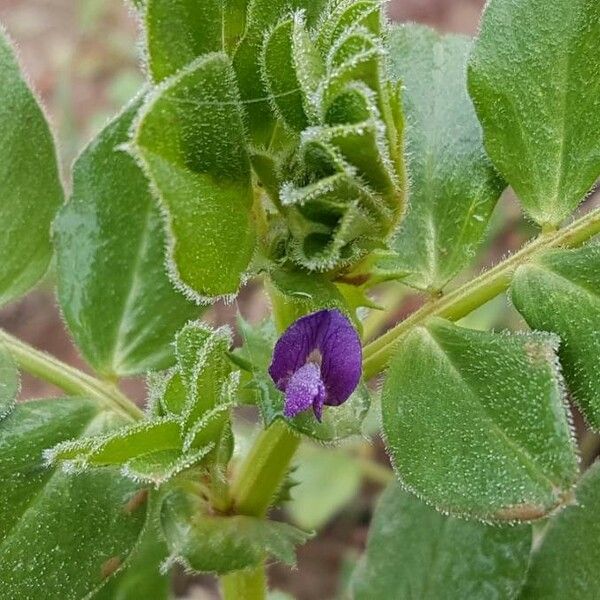 Vicia narbonensis Altul/Alta