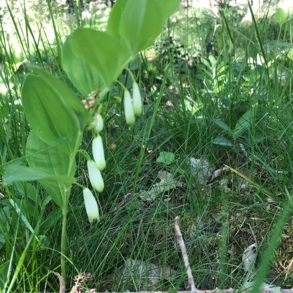 Polygonatum odoratum Кветка