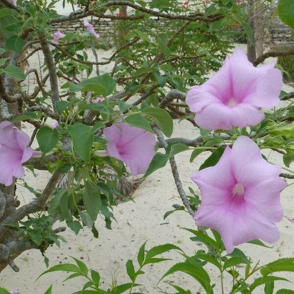 Ipomoea carnea Fiore