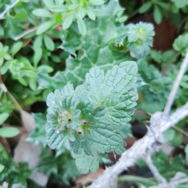 Lamium amplexicaule Hoja