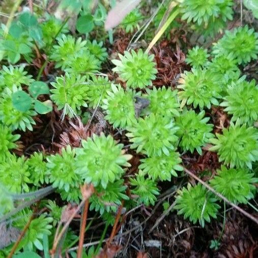 Saxifraga fragosoi Blad