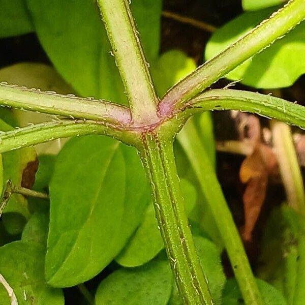 Prunella vulgaris Bark