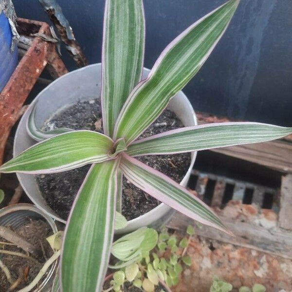 Tradescantia spathacea Лист