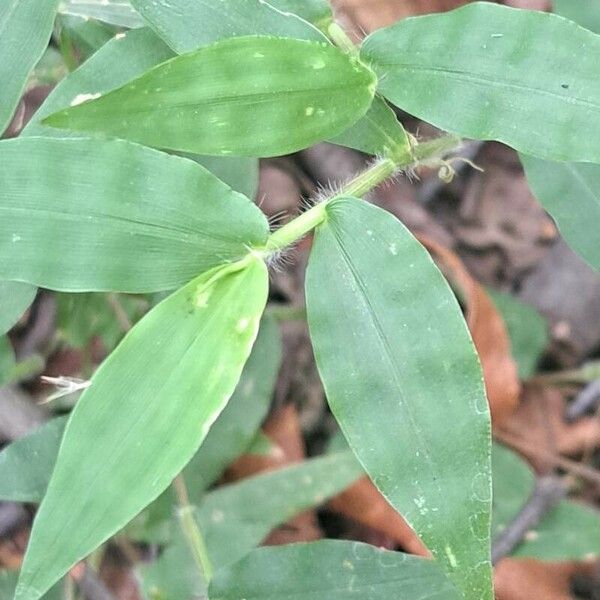 Oplismenus undulatifolius Blad